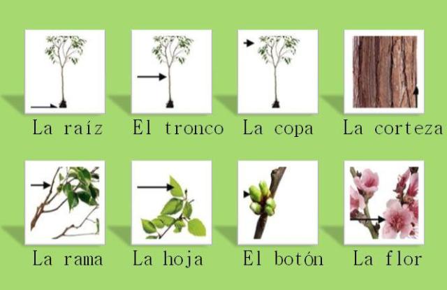 Mis plantas