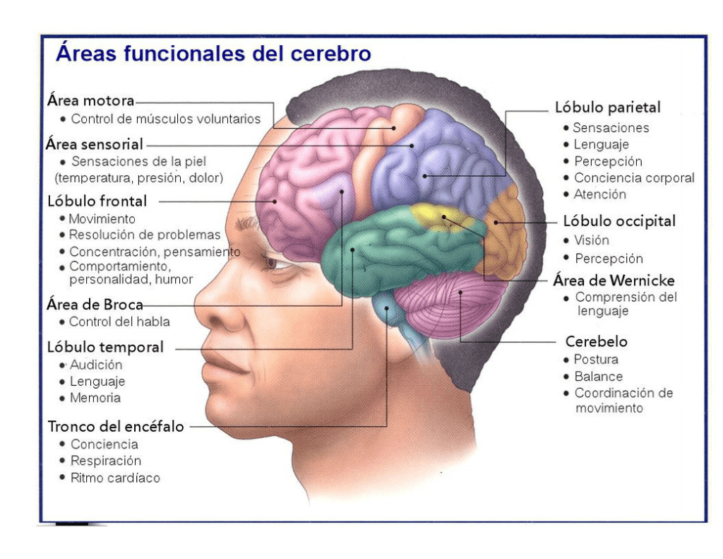 Diagrama que muestra las áreas funcionales del cerebro relacionadas con el habla y el lenguaje, incluyendo el área de Broca y el área de Wernicke, y sus respectivas funciones.